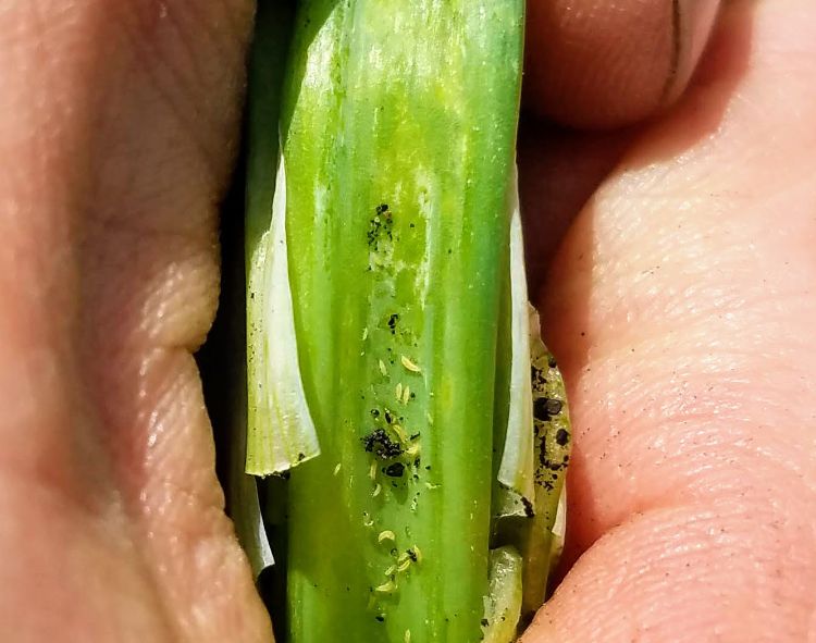 Thrips on onion plant