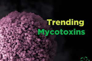 Trending – Mycotoxins