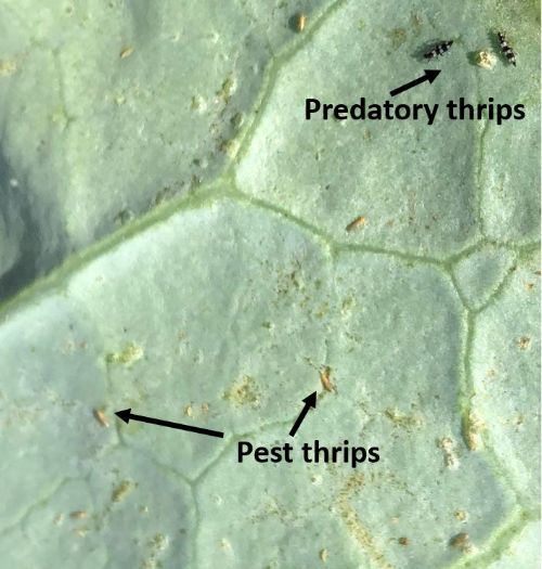 Photo 1. Cabbage leaf showing scars due to thrips feeding. The two predatory thrips (2 millimeters) in the upper right corner feed on onion thrips (1 millimeter). They can be recognized by their relatively larger size and black/white stripes.