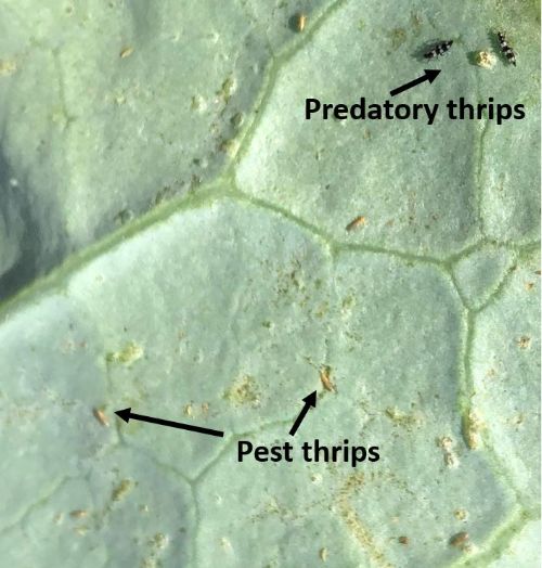 Thrips shop