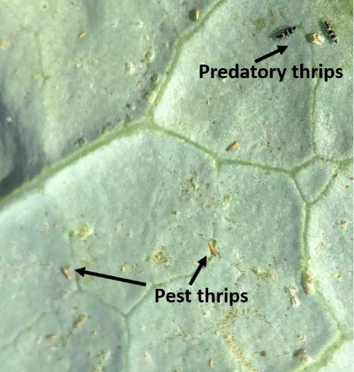 Thrips