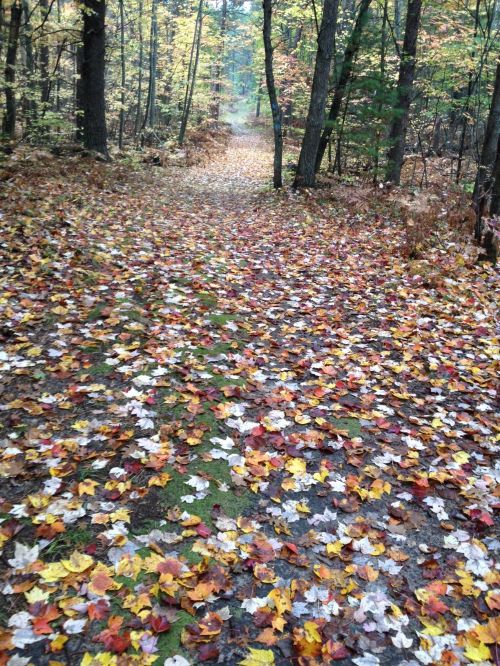 Fall Tisdale – Photo Credit: Julie Crick, MSU Extension. 