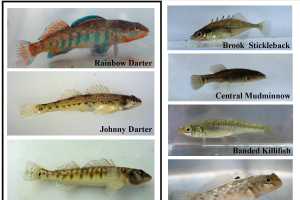 When Is A Minnow Not Really A Minnow Msu Extension
