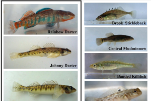 When is a minnow not really a minnow?