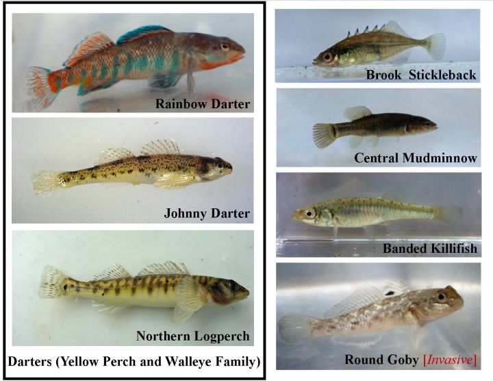 When Is A Minnow Not Really A Minnow Msu Extension