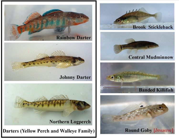 Take a closer look, these fish are not minnows – not all small fish are truly minnows, or related with the scientifically classified ‘minnow’ family. Photos: Brandon Schroeder