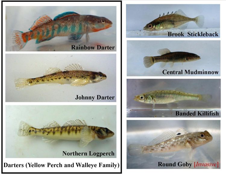 Minnow outlet
