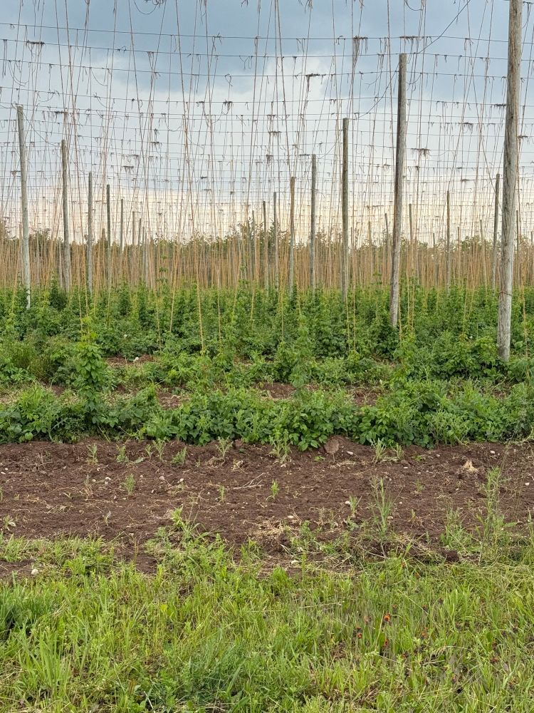 A hopyard.