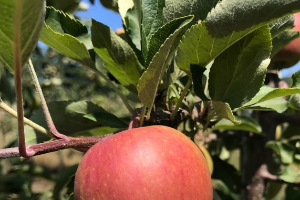 Northwest Michigan fruit update – August 2, 2022