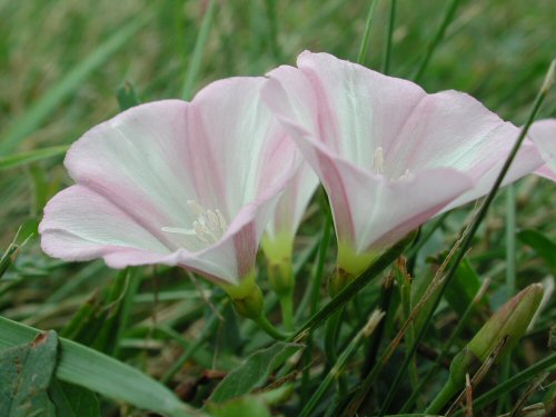  field bindweed4.jpg 