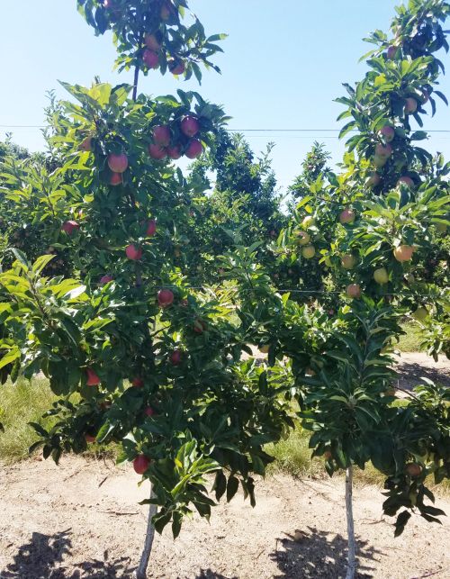 Apple trees