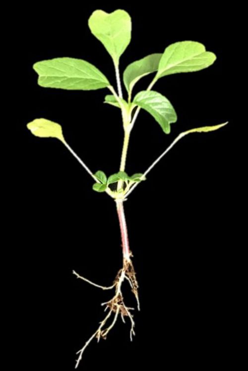 Purple amaranth seedling