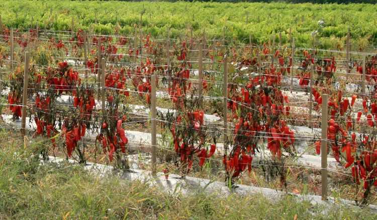 Phytophthora in a banana pepper field. All photos courtesy of Jen Foster and Mary Hausbeck.