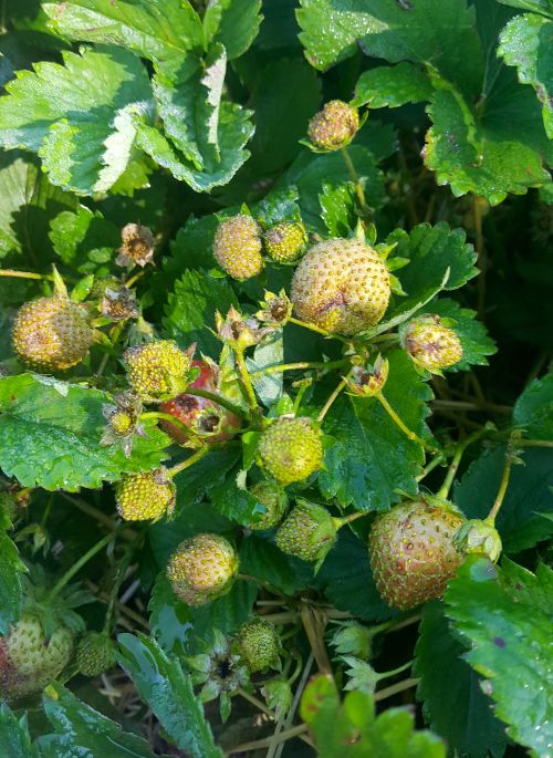 This picture shows some of the problems we are seeing in strawberries in 2017. Loss of flowers to frost, small seedy fruit and bronzing of the fruit skin, as well as misshapen fruit from tarnished plant bug feeding. All photos by Mark Longstroth, MSU.