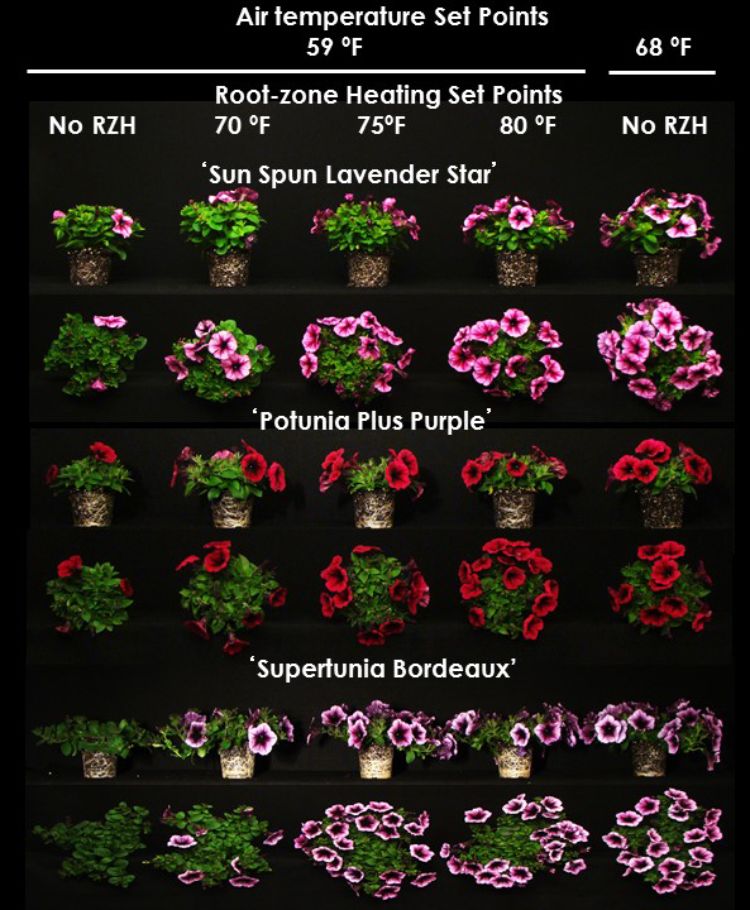 Three petunia varieties seven weeks after transplant, grown at 59 F and placed on bench without root-zone heating or with set points; or grown in a greenhouse without root-zone heating at 68 F. Photo: Roberto Lopez, MSU.
