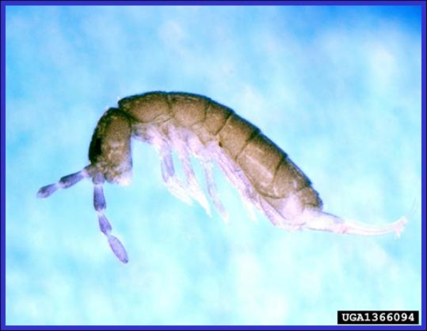 Springtails