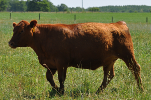 Beef Quality Assurance in-person training and recertification available