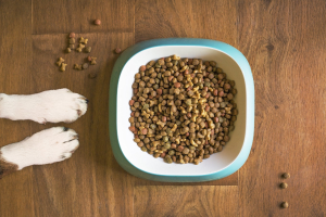 Pet food and treat trends