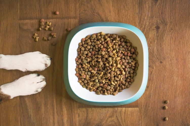 Dog paws standing in front of food bowl filled with kibble.