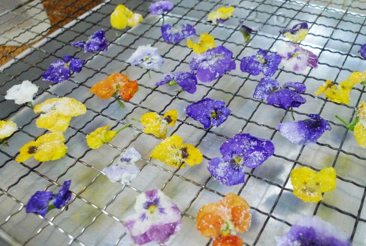 Candied edible flowers. Photo credit: Tisay, Flickr Creative Commons