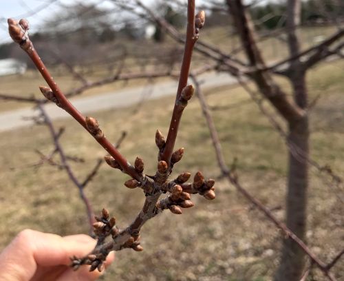 Close up of cherry buds on a tree.