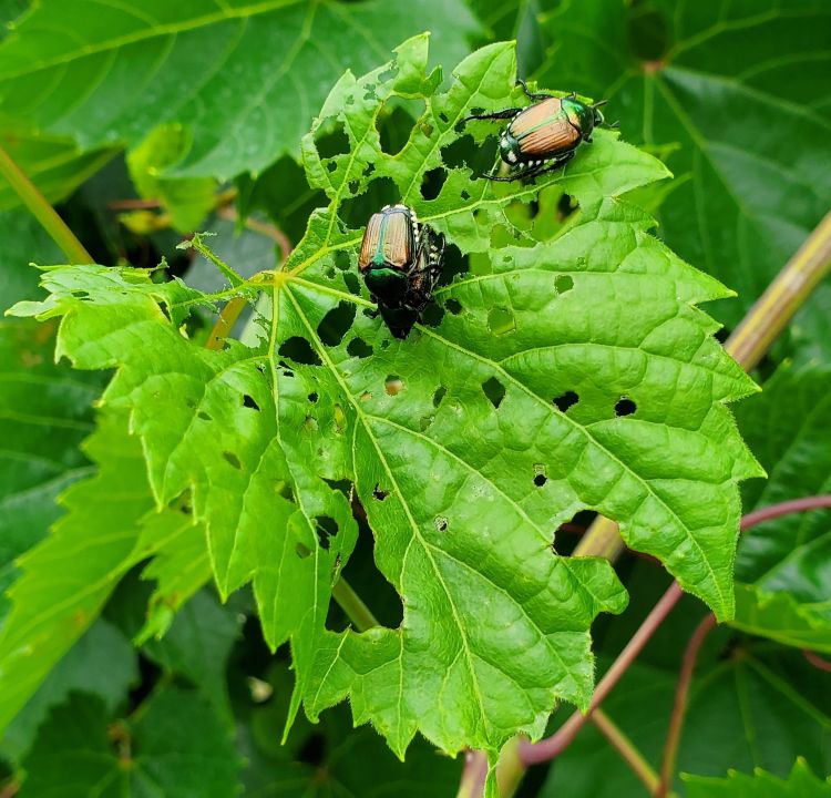 Japanese beetles on a leaf.