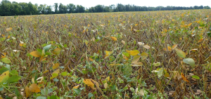 Southwest Michigan field crops update - September 15, 2022