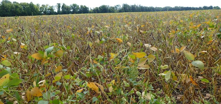 Soybean field.