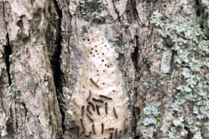 Carpenter Ants Nesting In Trees And Homes Msu Extension
