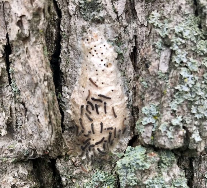 Growing Populations Of Gypsy Moth Caterpillars Raise Concern For