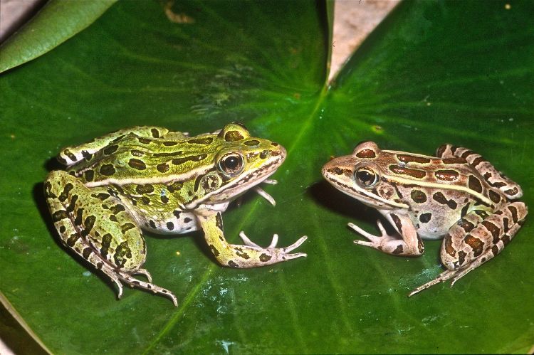 A pair of northern leopard frogs meet on a lily pad.