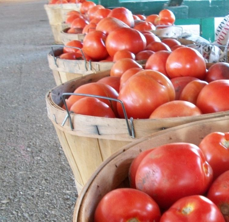 Stock up on tomatoes for freezing or canning in late summer when they are in peak season and priced to move. Photo credit: Julia Darnton, MSU Extension Community Food Systems educator