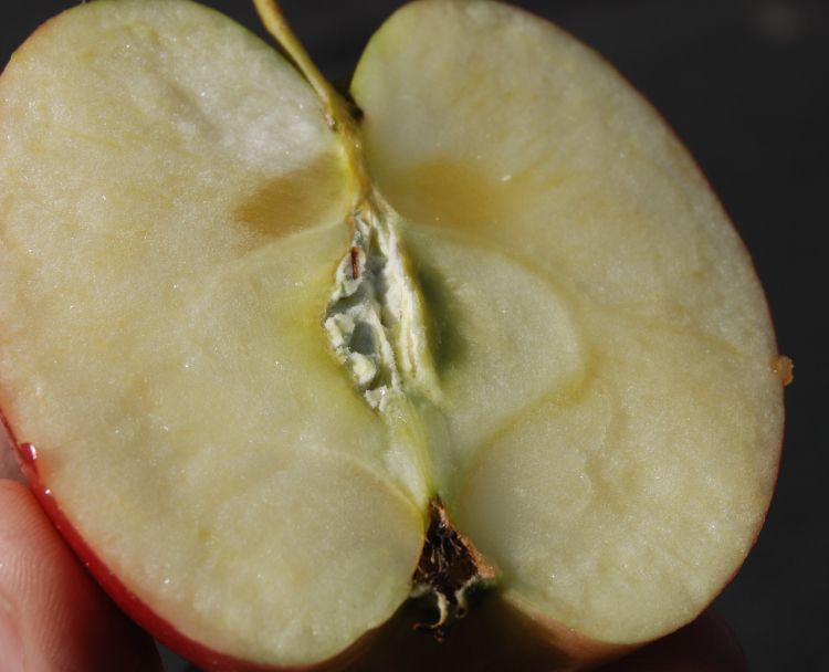 Apple core with white callus tissue in the seed cavity.