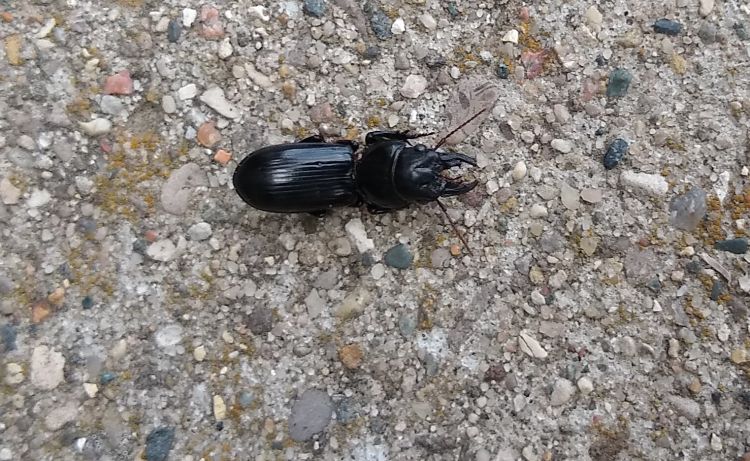 Ground beetle on a sidewalk.