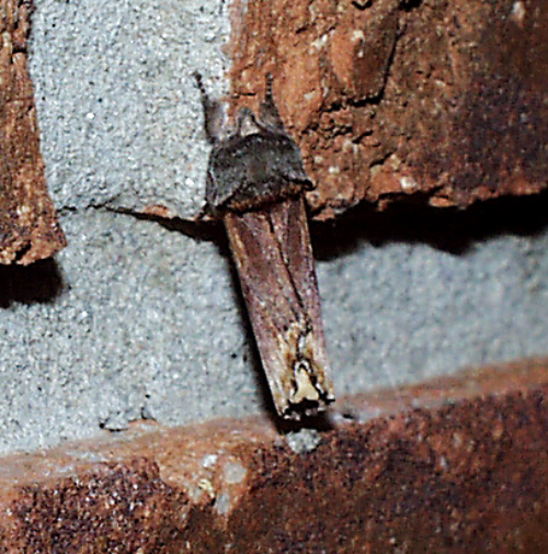  Adult is a grayish-brown moth. 