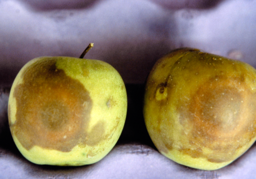 Rotted fruit are tan to light brown.