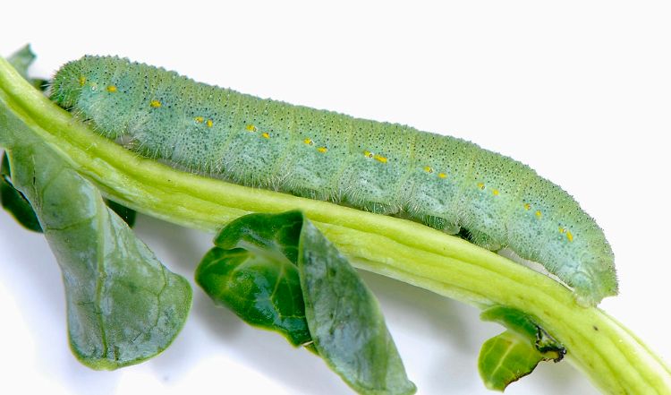 Imported cabbageworm larva.