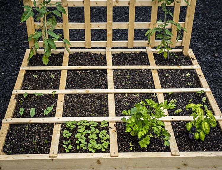 A large wooden frame sectioned off into 16 square foot sections. There is a wooden trellis on the back and six different green plants planted into the soil of six different square foot sections.