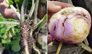 The quest for Lorsban alternatives for cabbage maggot control in brassica root crops: 2018 trials