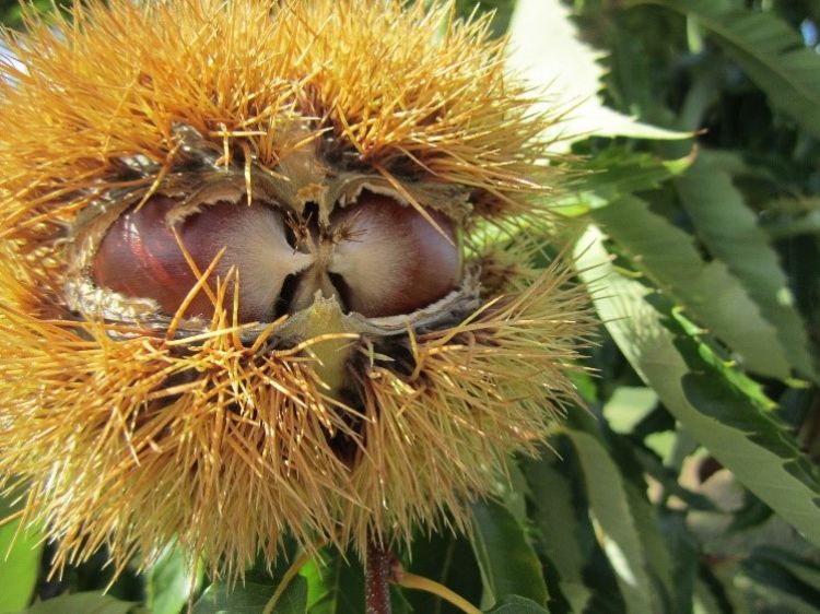 Michigan Chestnut Producers Council To Hold 30th Annual Educational Meeting Chestnuts Chestnuts in the burr on the ground in the mediterranean scrub in tuscany, italy. michigan chestnut producers council to
