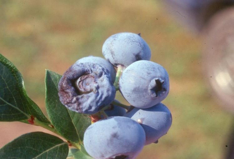 Blueberry fruit cluster infected by Anthracnose fruit rot.