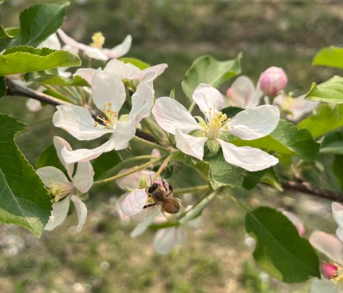 A honey bee pollinating Gala apple flowers.