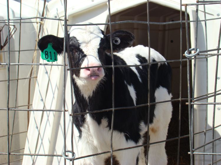 A calf in a nursery waits to receive colostrum.