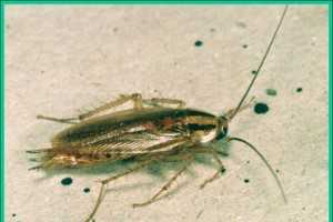 German Cockroach Plant Pest Diagnostics