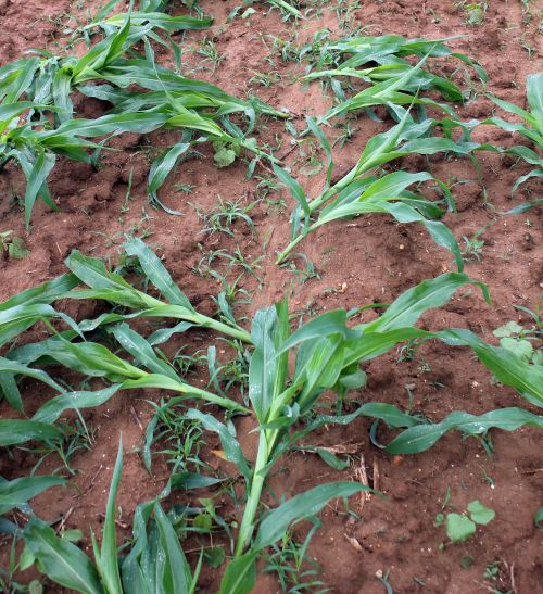 Wind-driven rainfall caused significant lodging in this corn field located south of Lawton, Michigan, on Wednesday, June 18. Sidedress nitrogen operations may be impacted as this corn struggles to regain its upright position.