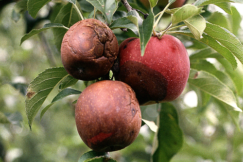  Lesions on mature fruit produce a series of concentric bands. 