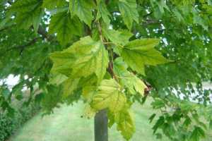 It Isn T Fall Yet So Why Are My Tree S Leaves Yellow Msu Extension