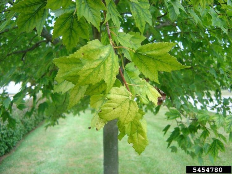 Chlorosis symptoms include a yellowing between the veins of leaves | Photo by: Jason Sharman, Vitalitree, Bugwood.org