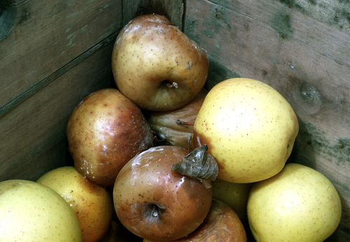 Apples coming out of CA storage appear firm and tan.