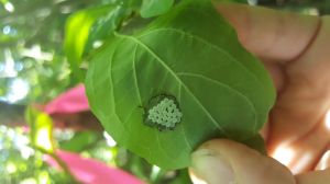 Biological control of brown marmorated stink bug in Michigan